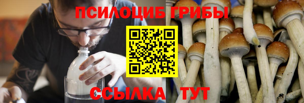 Галлюциногенные грибы Psilocybine cubensis  Галлюциногенные грибы Cubensis  Будённовск  Вход с VPN 